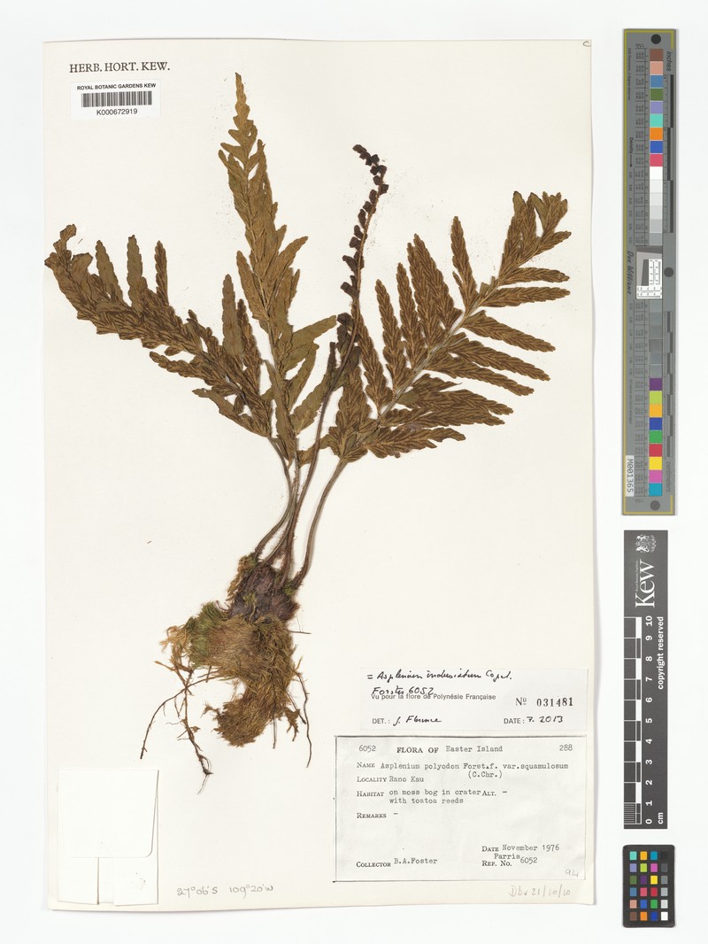Asplenium indusiatum photo 6