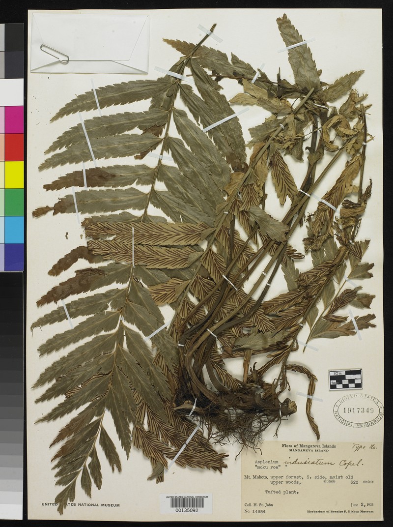 Asplenium indusiatum