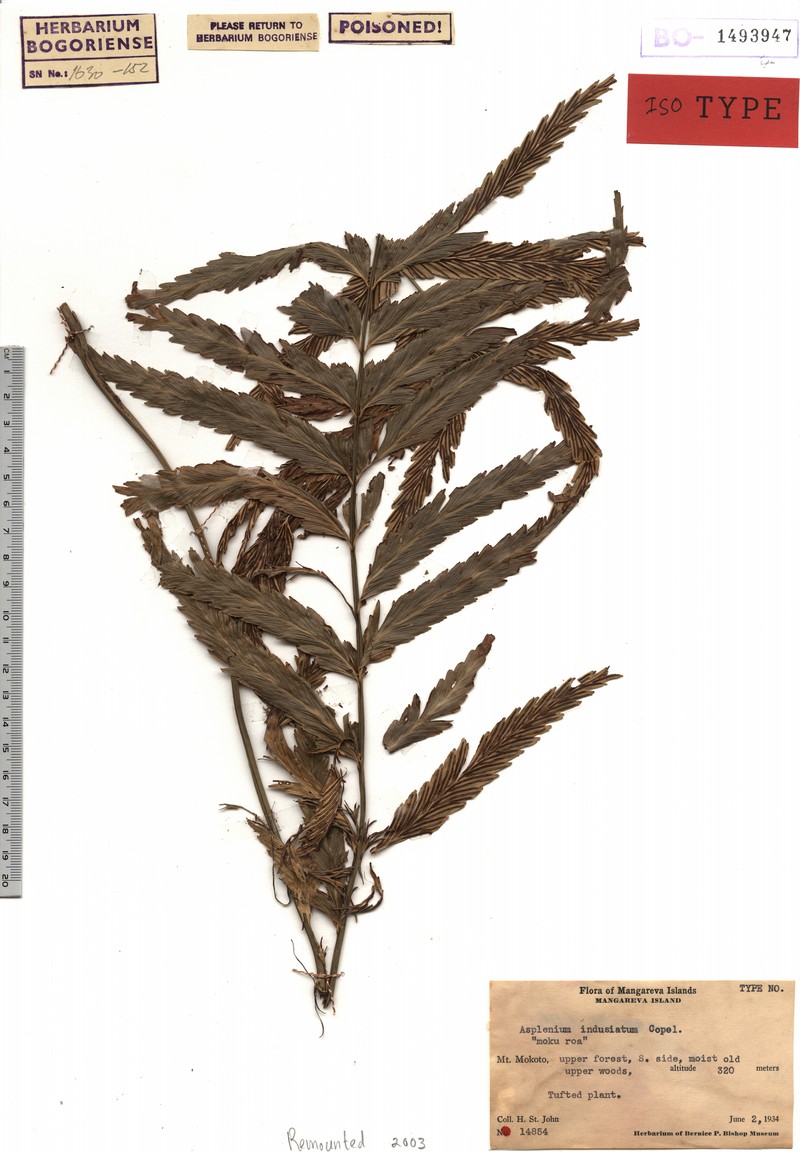Asplenium indusiatum