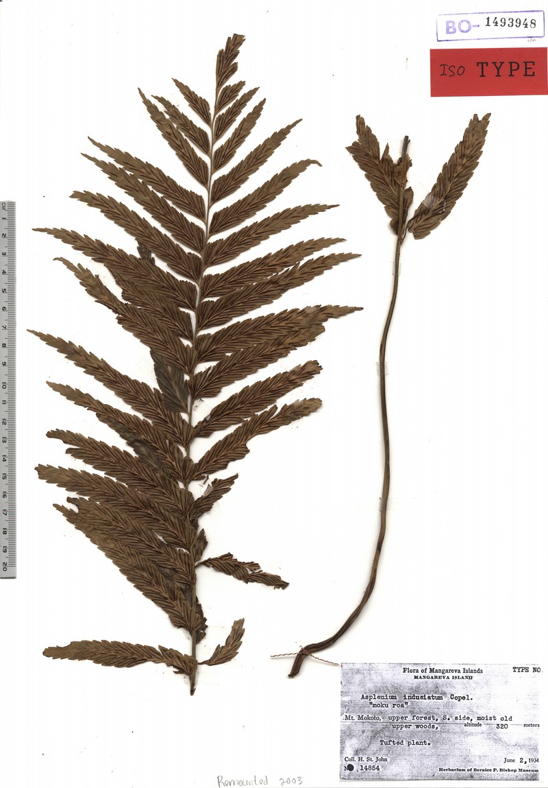Asplenium indusiatum photo 2