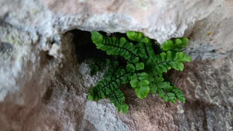 Asplenium inexpectans photo 2