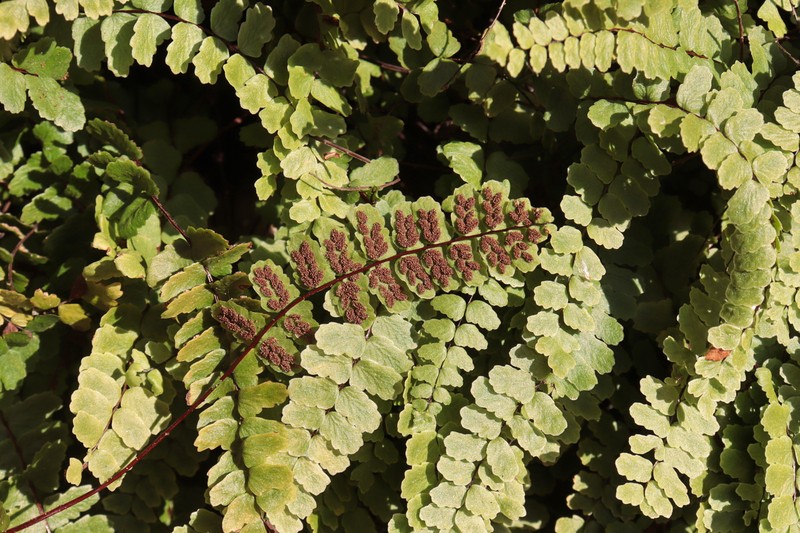 Asplenium inexpectans photo 3