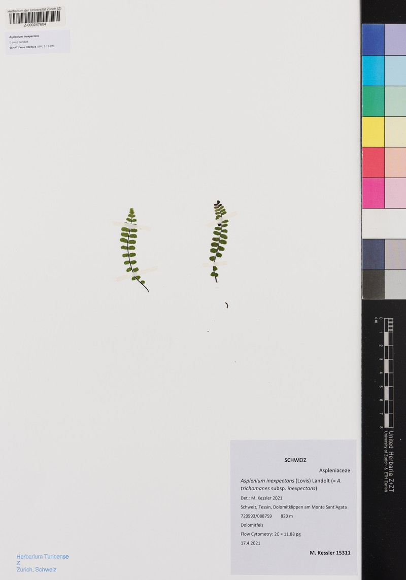 Asplenium inexpectans photo 4