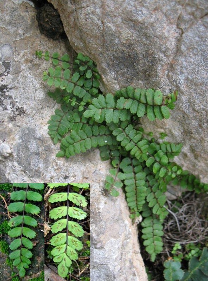 Asplenium inexpectans