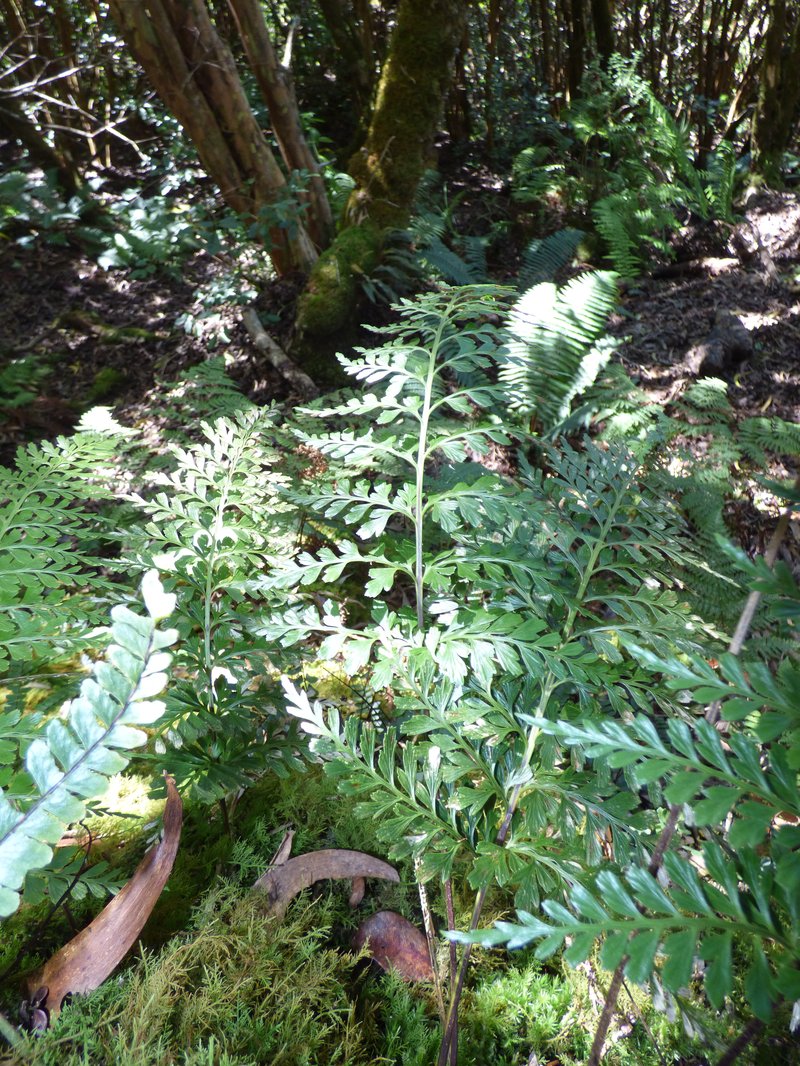 Royal Spleenwort
