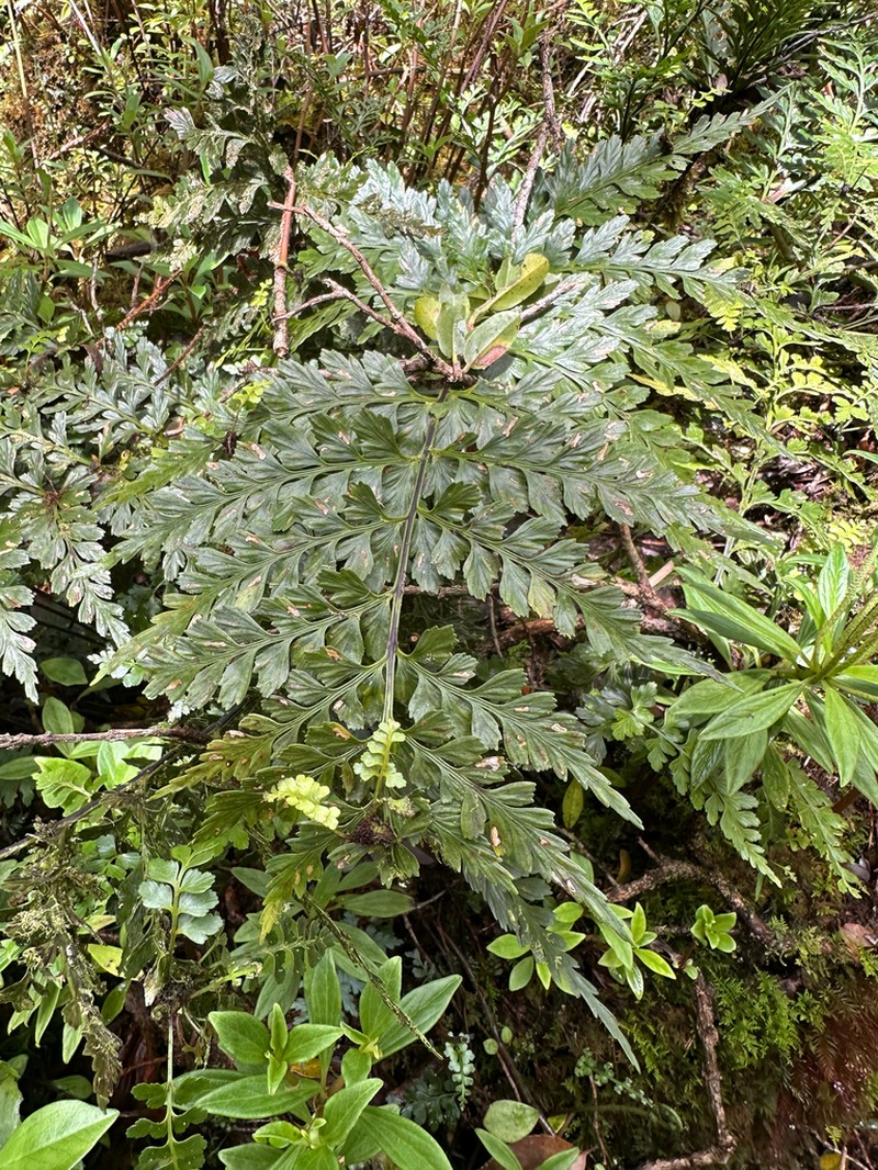 Royal Spleenwort