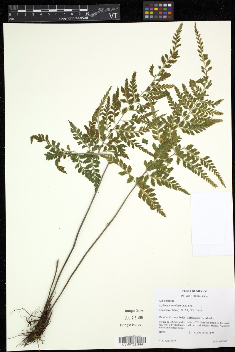 Asplenium insolitum