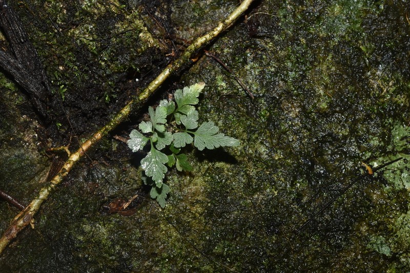 Asplenium interjectum