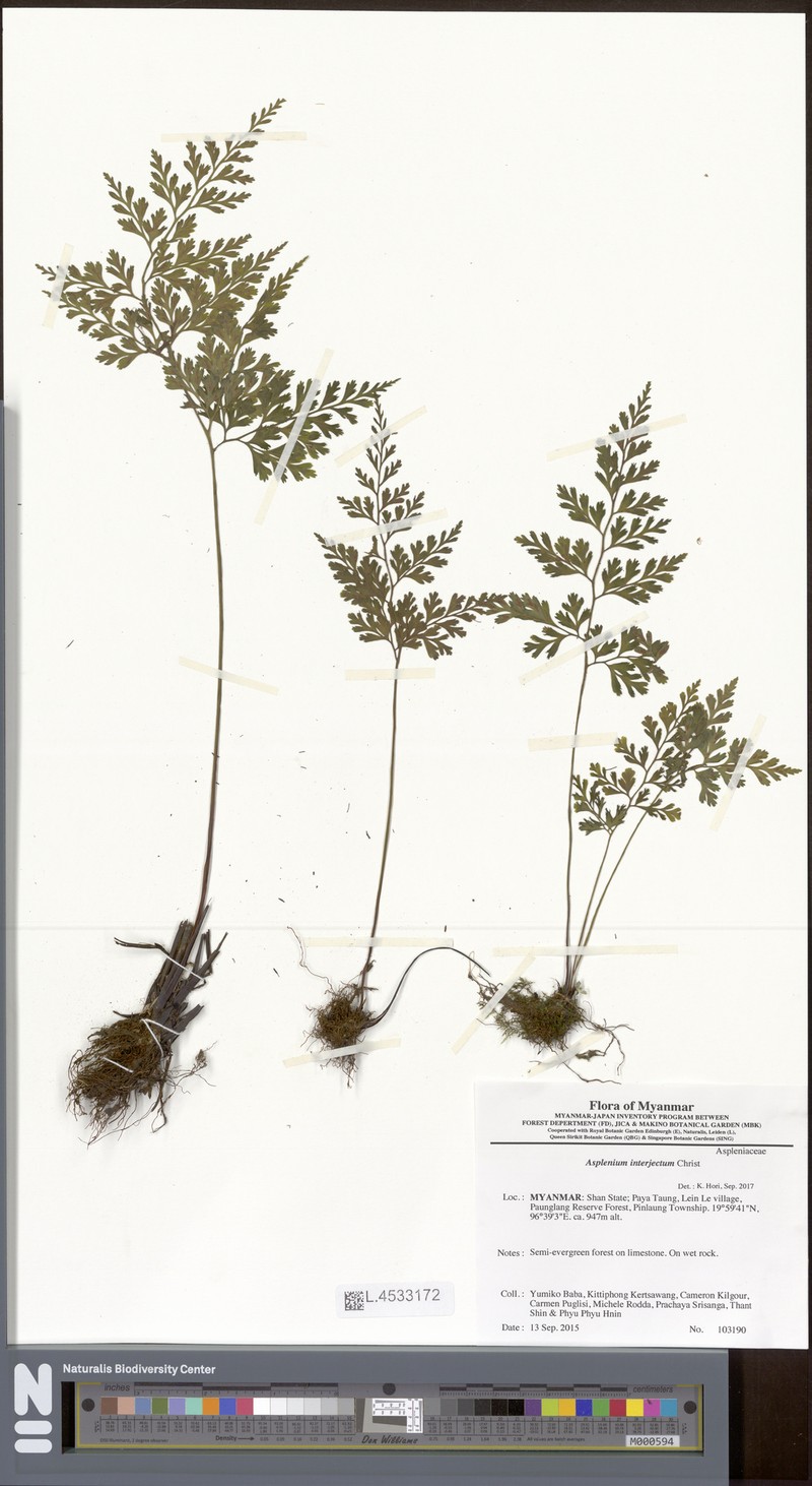 Asplenium interjectum photo 2