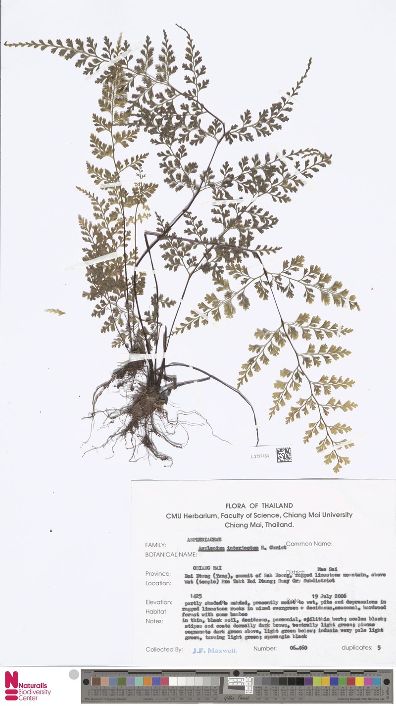 Asplenium interjectum photo 3