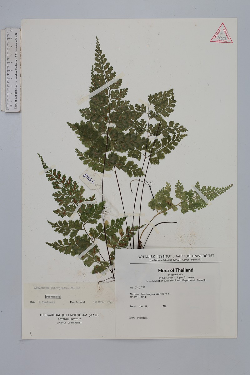 Asplenium interjectum