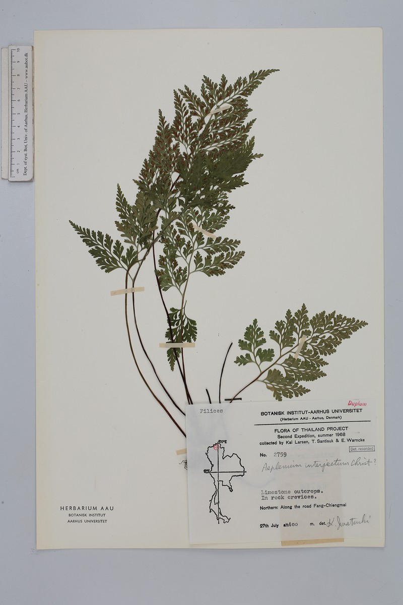 Asplenium interjectum photo 2