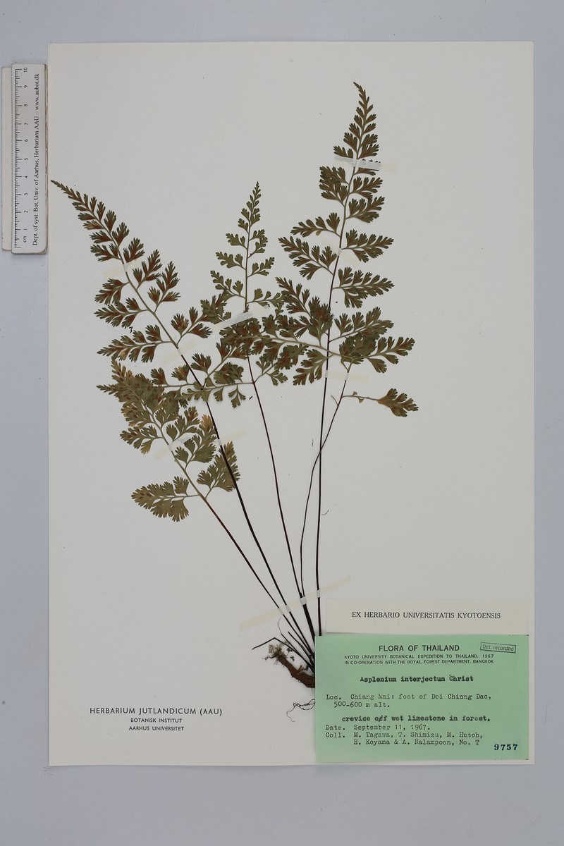 Asplenium interjectum photo 3