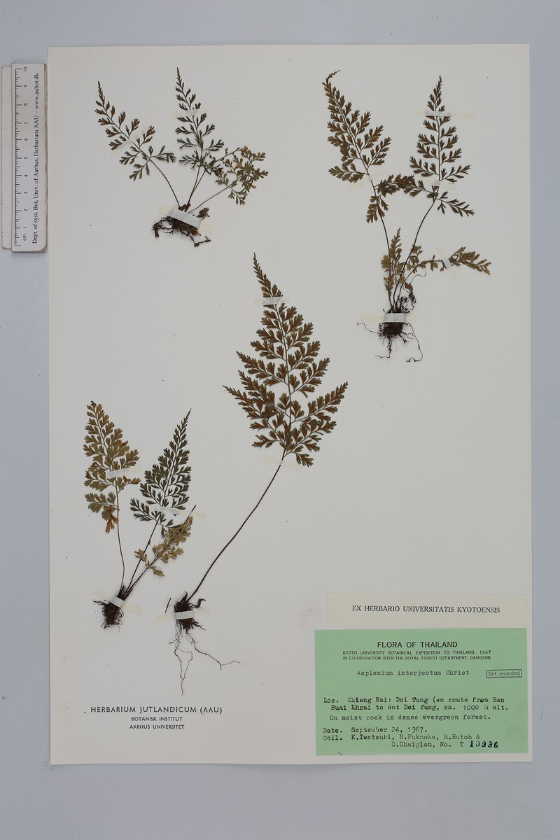 Asplenium interjectum photo 4