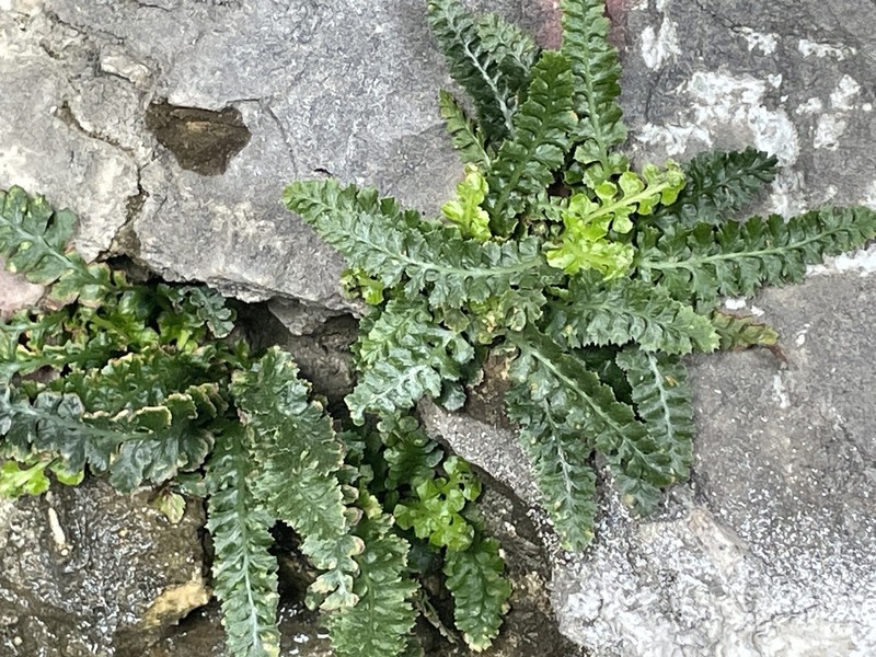 Asplenium jahandiezii