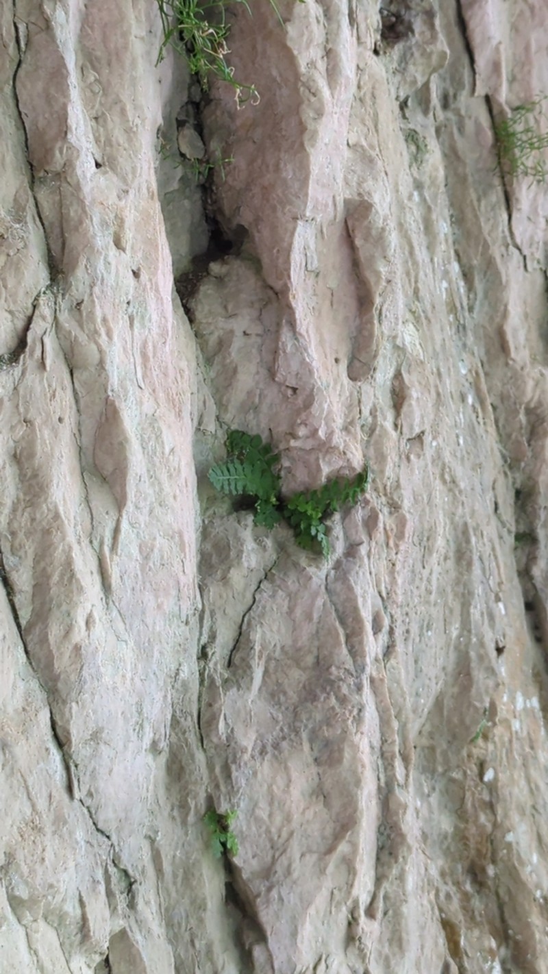 Asplenium jahandiezii photo 2