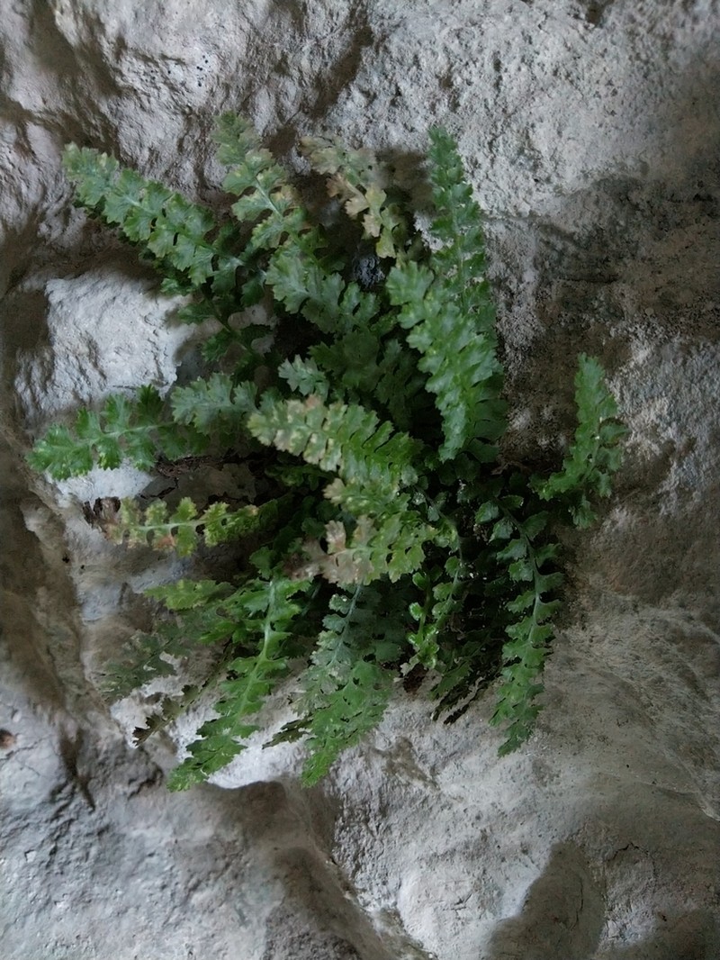 Asplenium jahandiezii photo 3