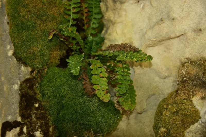 Asplenium jahandiezii photo 4