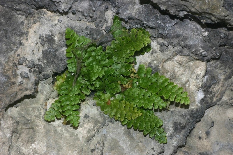 Asplenium jahandiezii photo 5