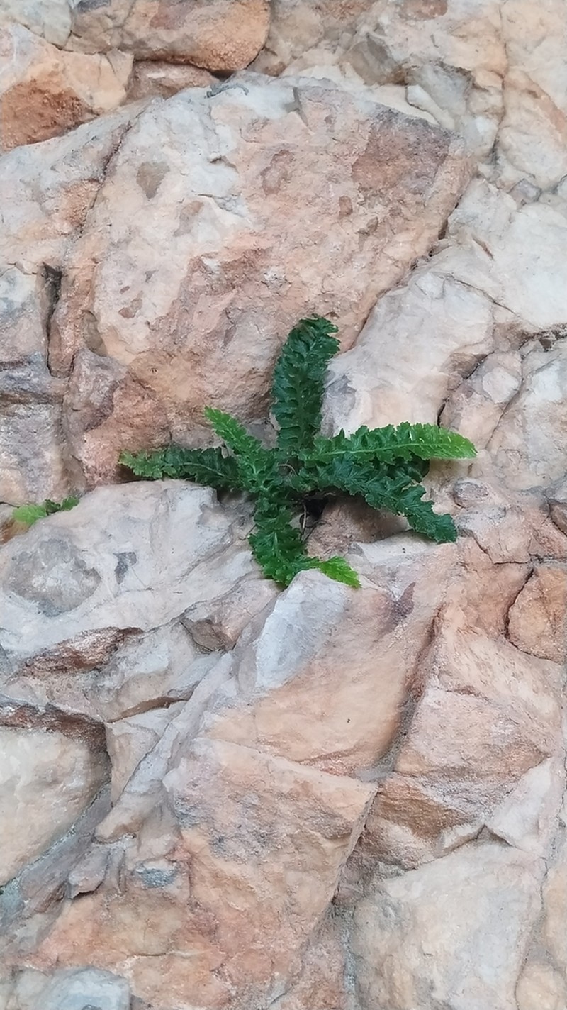 Asplenium jahandiezii photo 6