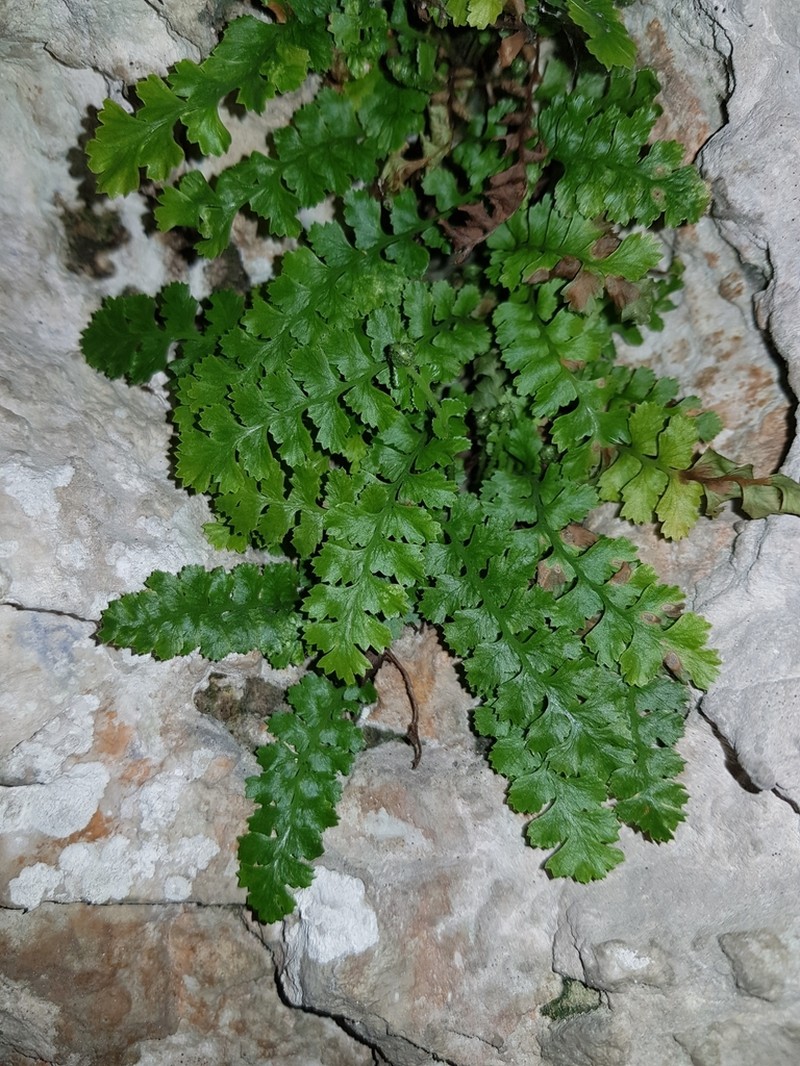 Asplenium jahandiezii photo 7