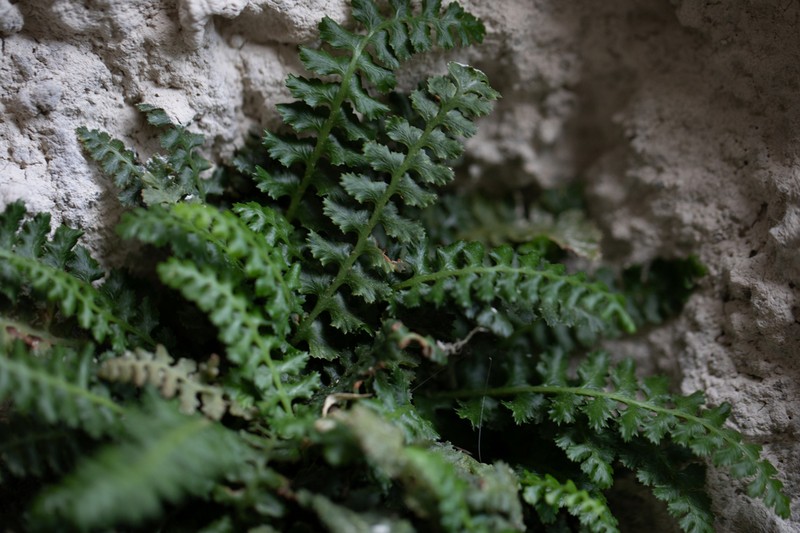 Asplenium jahandiezii photo 8