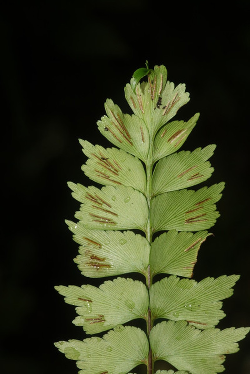 Asplenium jaundeense photo 2