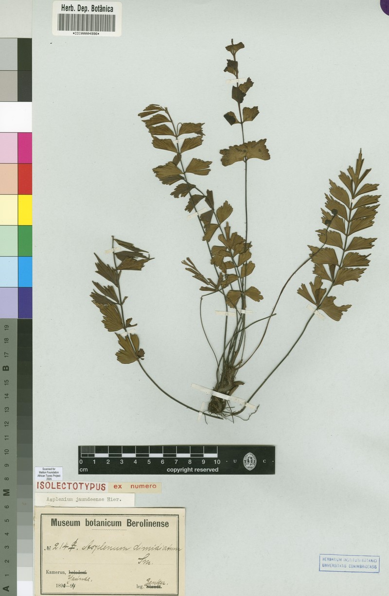 Asplenium jaundeense