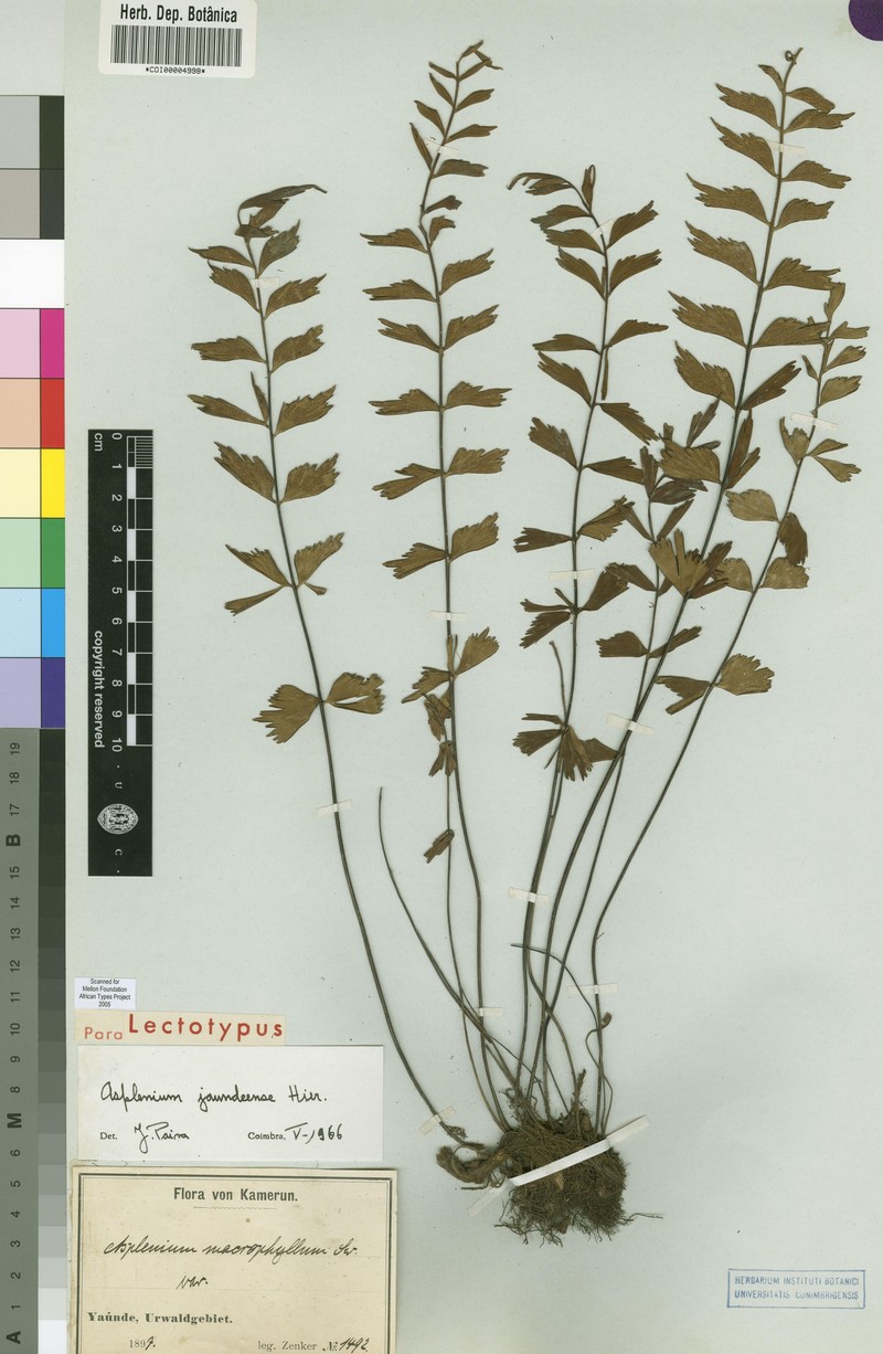 Asplenium jaundeense photo 3