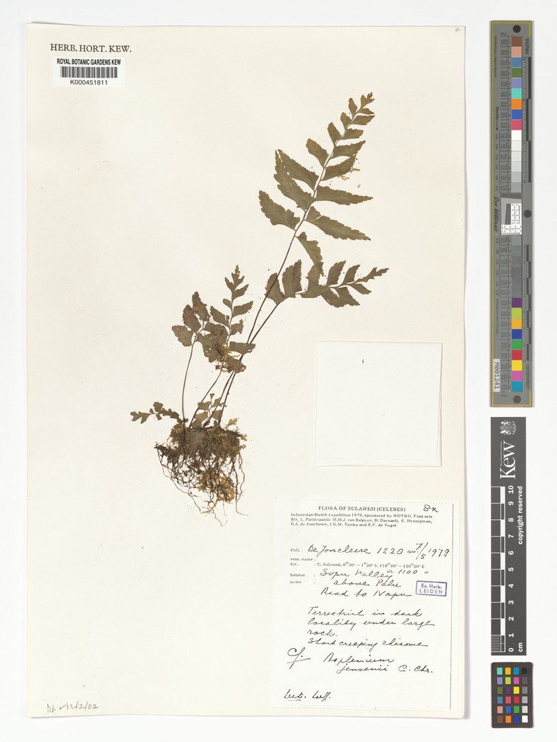 Asplenium jensenii