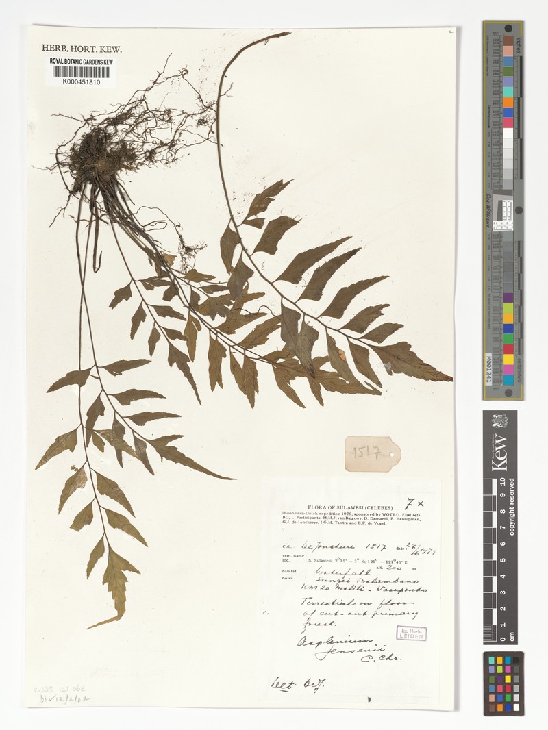 Asplenium jensenii photo 2