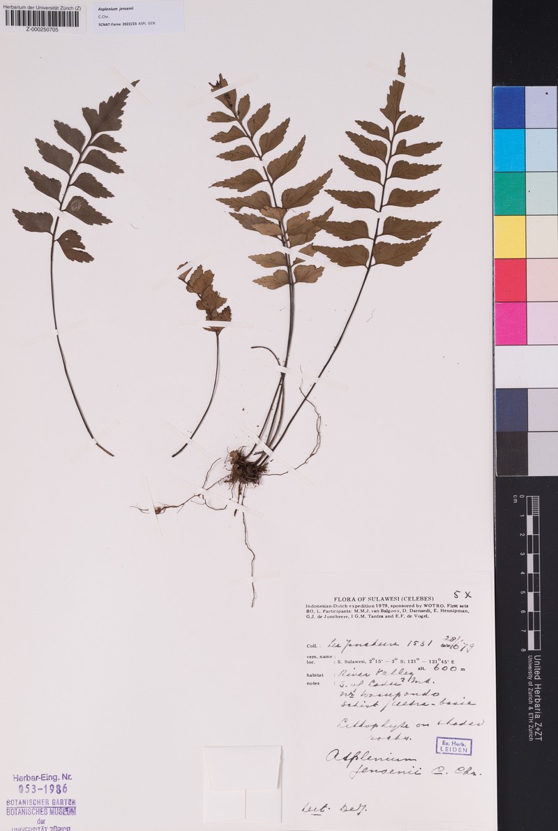 Asplenium jensenii photo 3