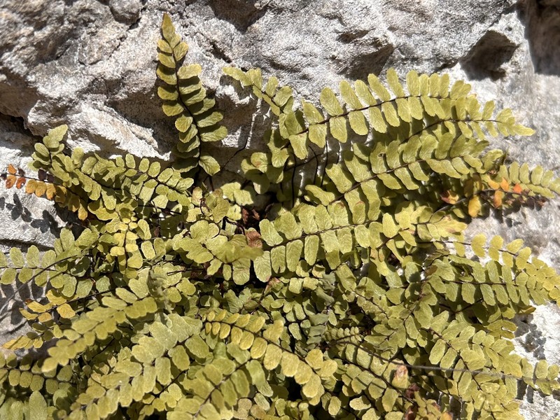 Asplenium jessenii