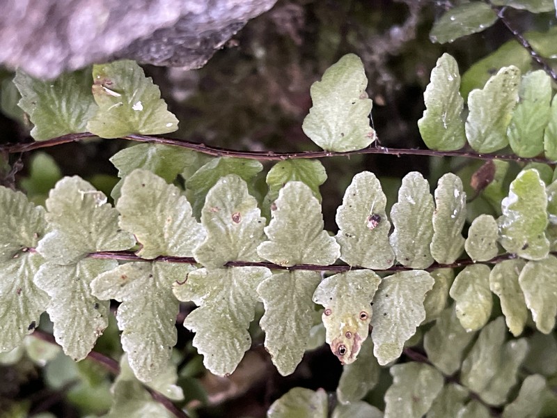Asplenium jessenii photo 2