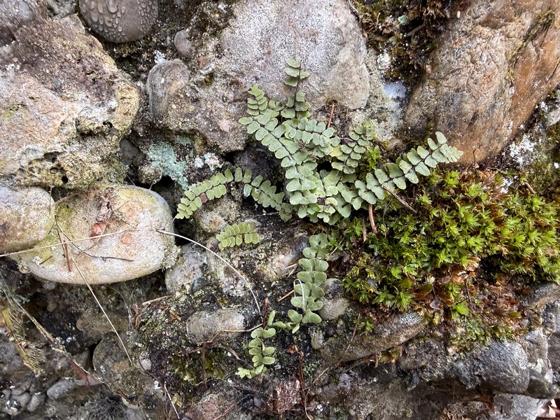 Asplenium jessenii photo 3