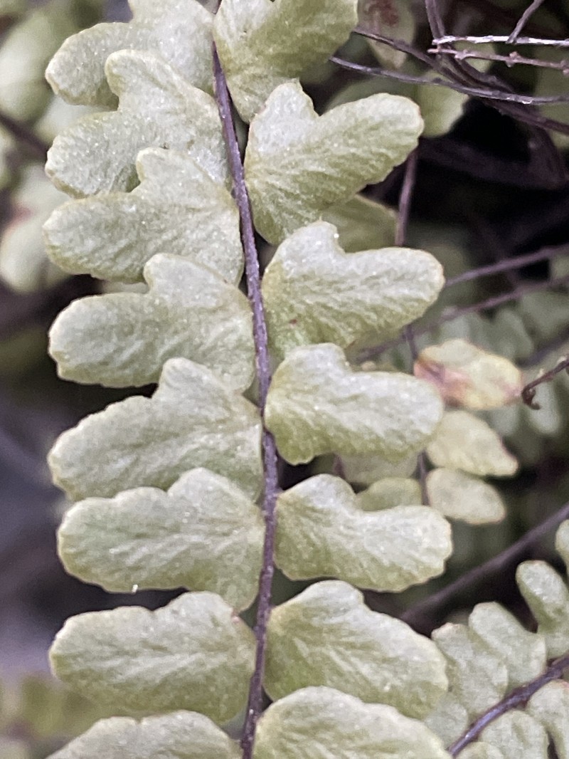 Asplenium jessenii photo 4