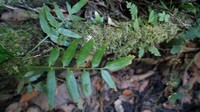 Walnut Spleenwort