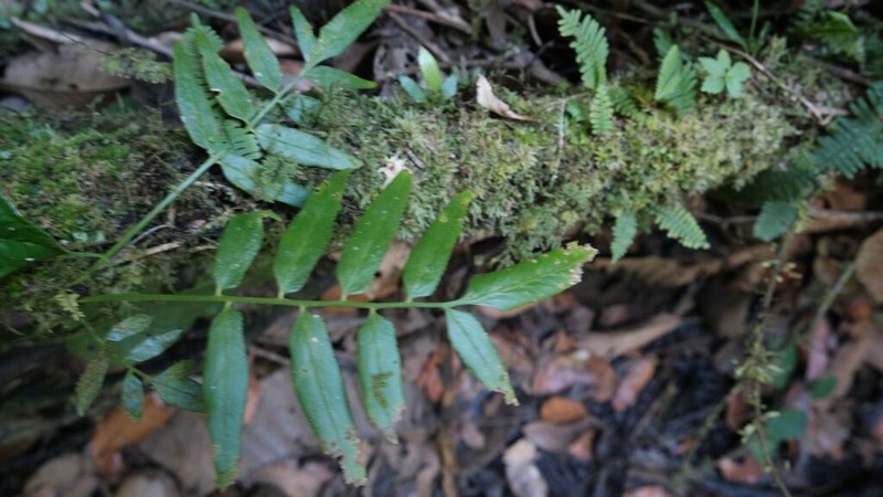 Walnut Spleenwort