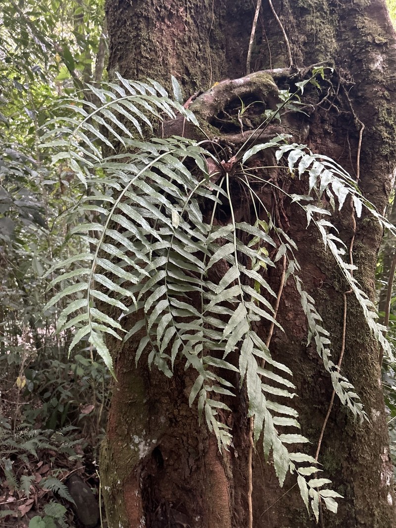 Walnut Spleenwort photo 2