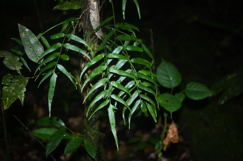 Walnut Spleenwort photo 3