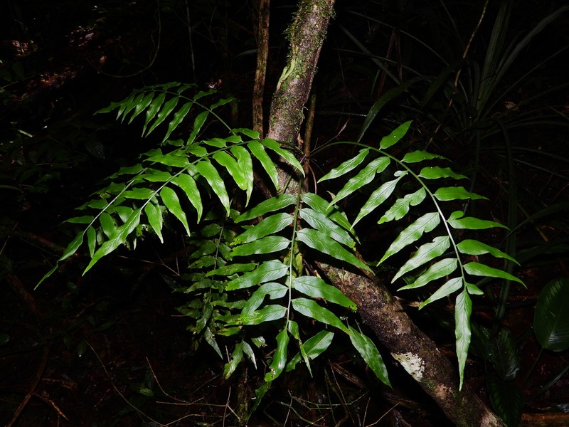 Walnut Spleenwort photo 4