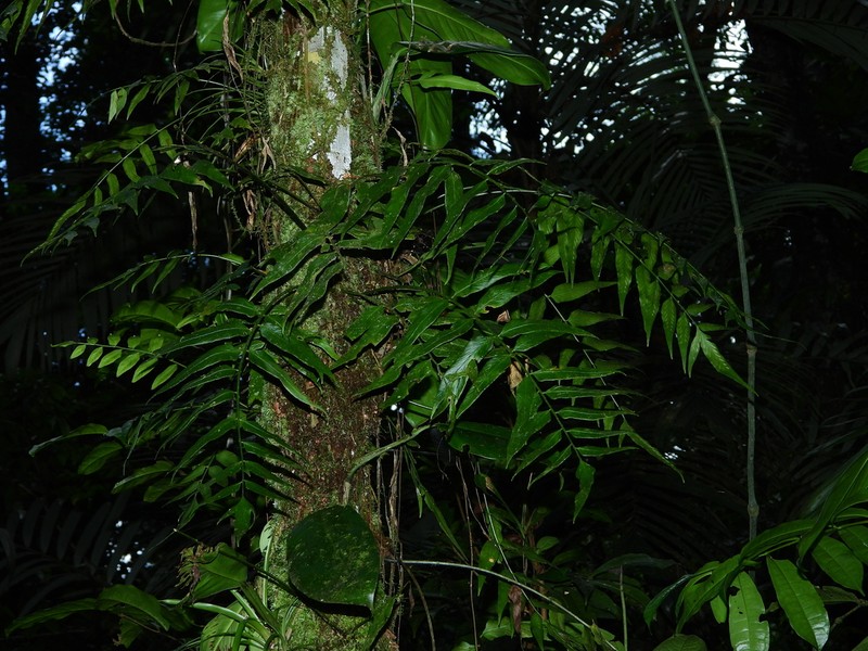 Walnut Spleenwort photo 5