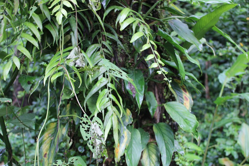Walnut Spleenwort photo 6