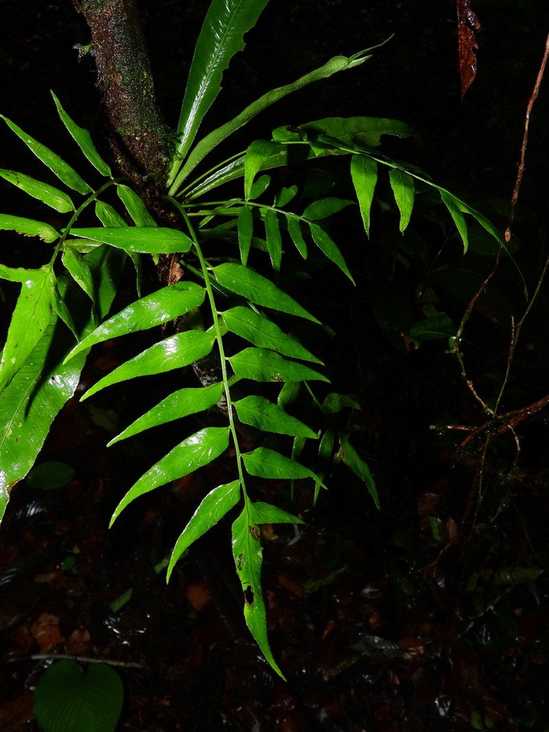Walnut Spleenwort photo 7