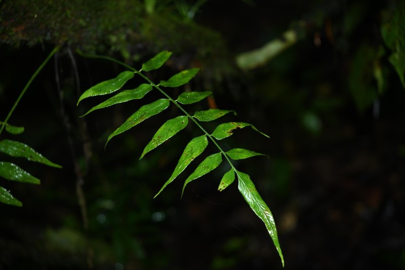 Walnut Spleenwort photo 8