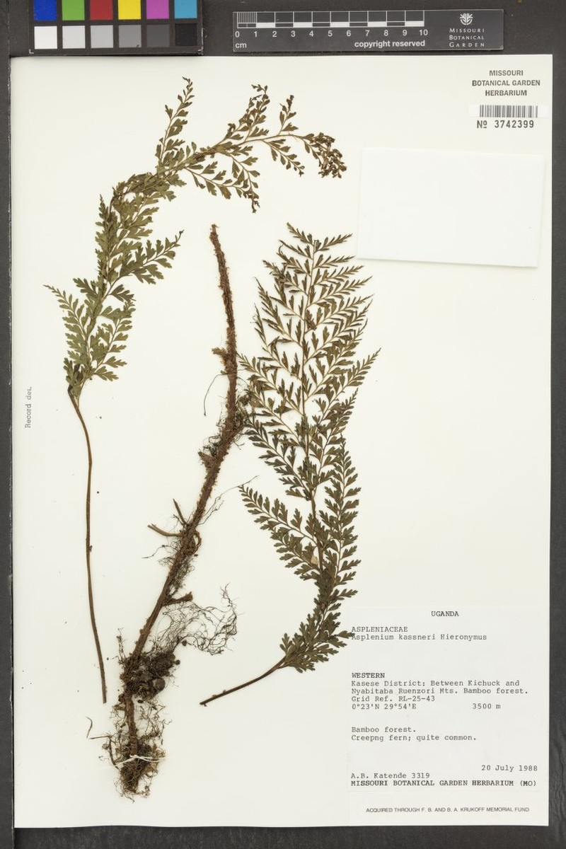 Asplenium kassneri