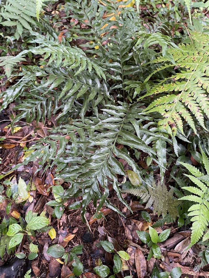 Kaulfuss' Spleenwort
