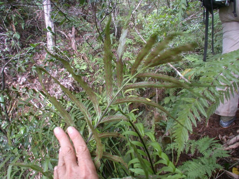 Kaulfuss' Spleenwort photo 2