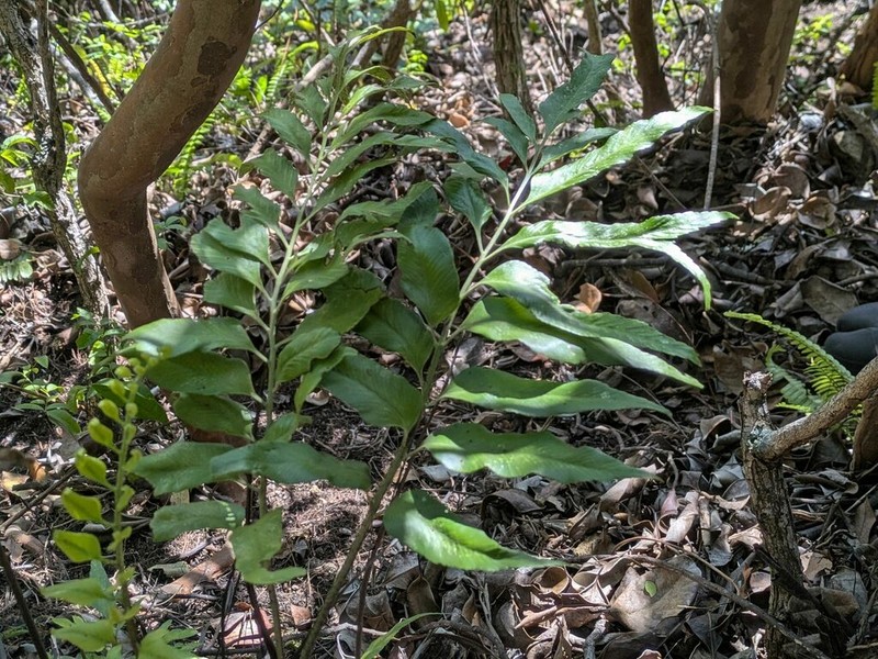 Kaulfuss' Spleenwort photo 3