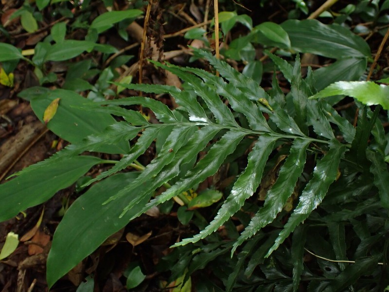 Kaulfuss' Spleenwort photo 4
